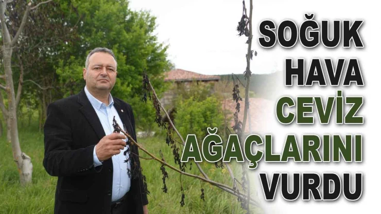 Soğuk Hava Ceviz Ağaçlarını Vurdu