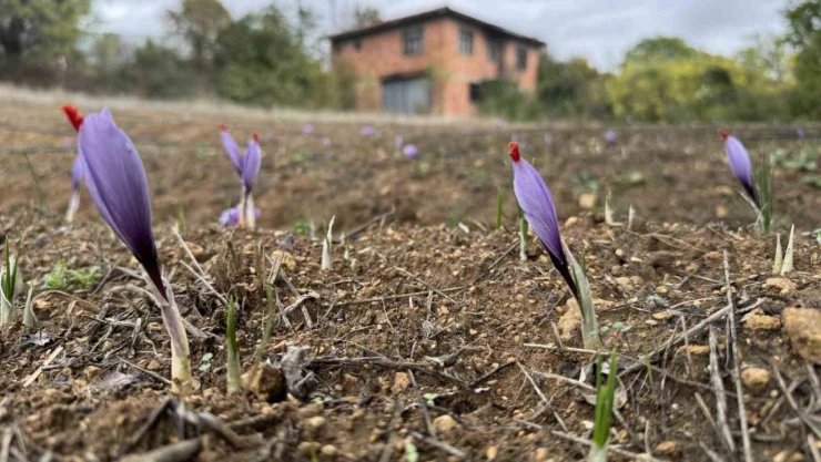 Dünyanın En Pahalı Baharatında Erken Çiçek Açtı