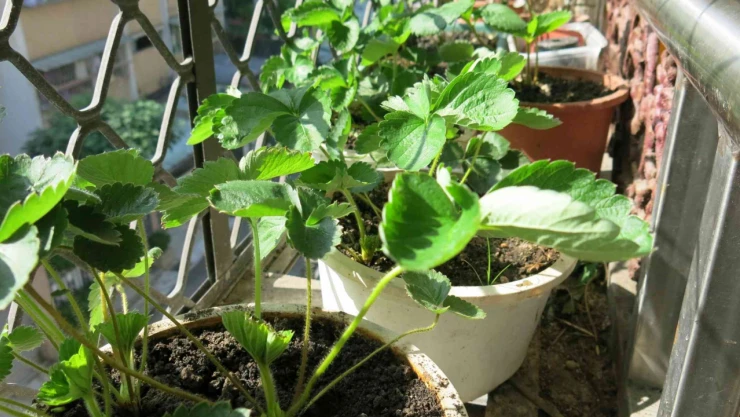 Soğukta Güçlenen Bitkiler: Ocak'ta Ne Dikilmeli?