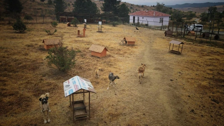 Sokak Hayvanları artık daha mutlu, canlar için dev adım!