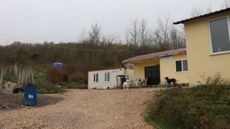 Sokak Hayvanları Kısırlaştırıldı