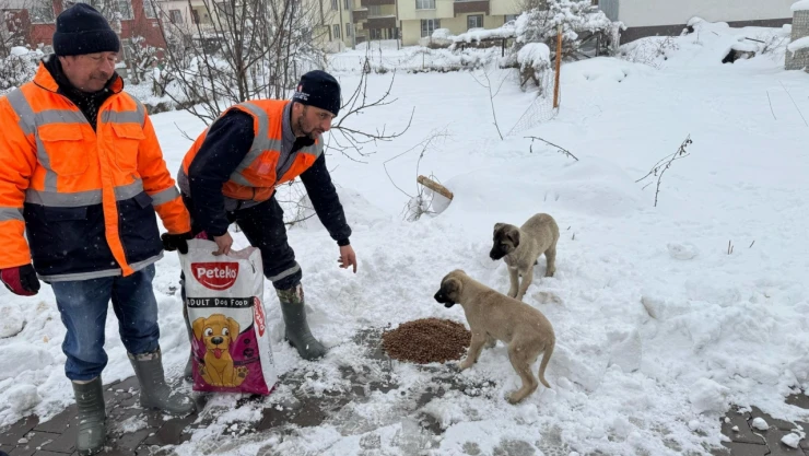 Sokak Hayvanlarını Beslediler
