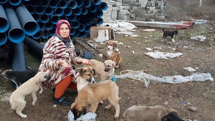 Sokak köpekleri ölüme terk edildi