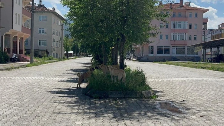 Sokak Köpeklerinden Duvardan Atlayarak Kurtuldu