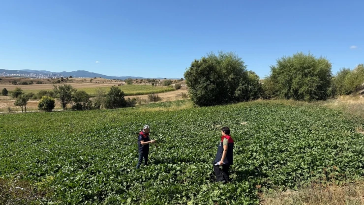 Sonbahar Ekimi Saha Çalışmaları Sürüyor
