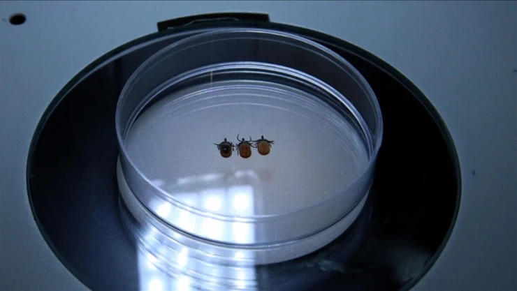 Sonbahar Ve Kış Aylarında Da Keneye Dikkat Edilmesi Uyarısı