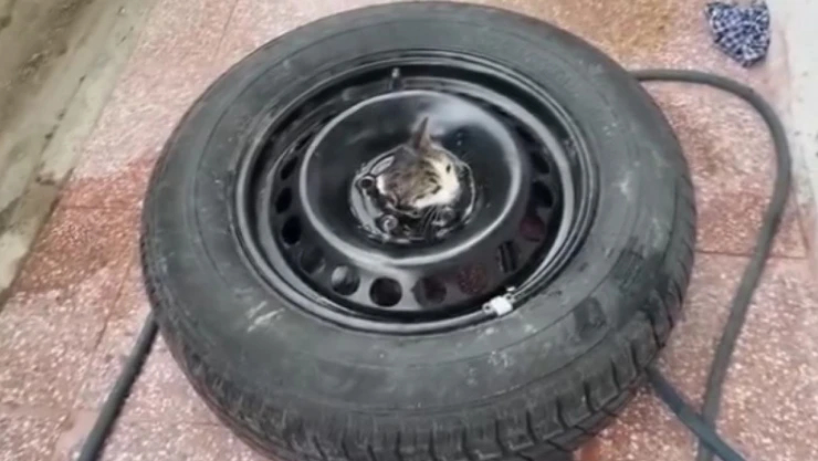 Yavru Kediyi İtfaiye Kurtardı