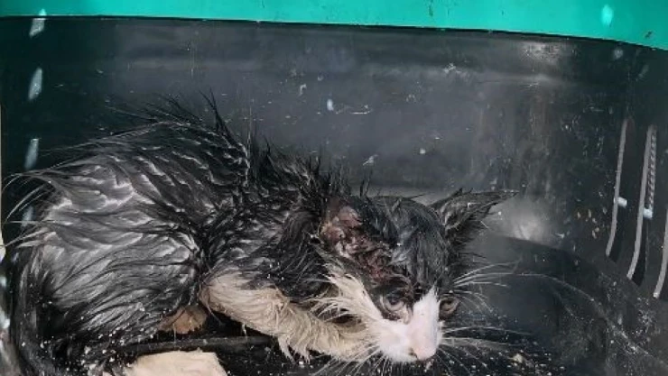 Su Borusuna Sıkışan Yavru Kedi İçin Seferber Oldular