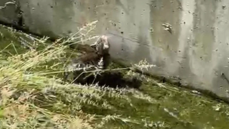 Yavru Kedinin Yardımına Polis Yetişti