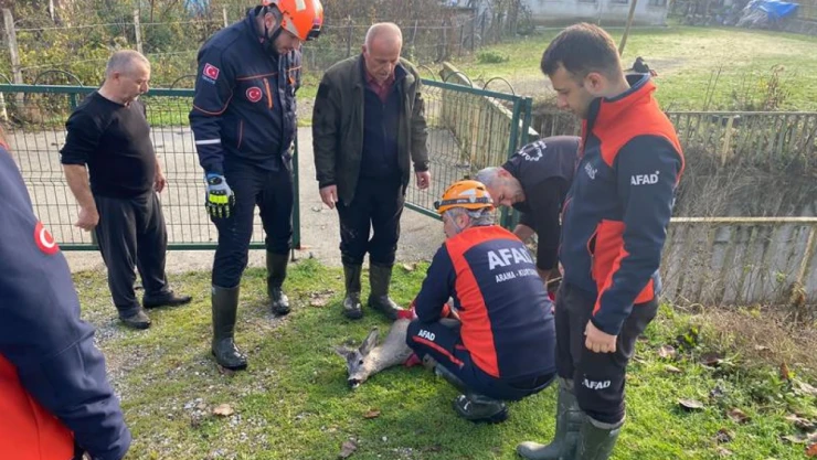 Su Kanalından Kurtulan Karaca Yeniden Doğaya Salındı