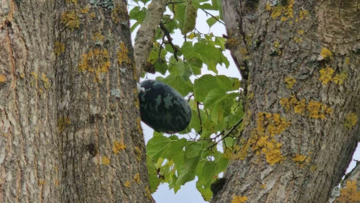 Genç Kızın Son Mesajı Yürek Burktu