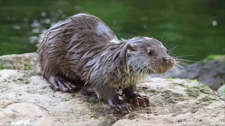 Su Samuru Yengeç Yerken Görüntülendi