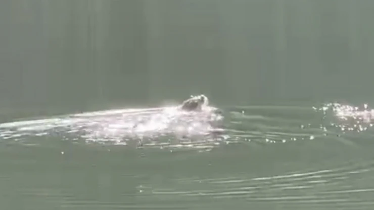 Su Samuru Böyle Güneşlendi