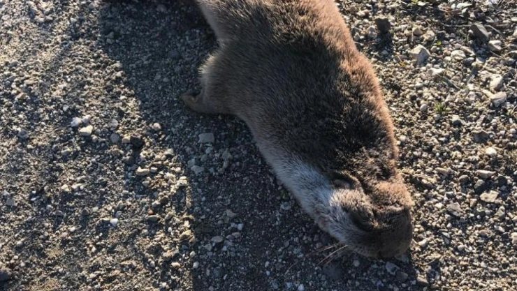 Su Samuru Telef Oldu