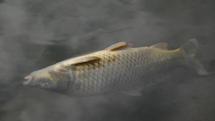 Su Seviyesi Düştü, Ölen Balıklar Kıyıya Vurdu!