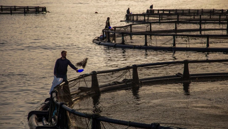 Su Ürünleri Üretimi Yüzde 18,6 Arttı