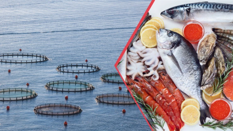 Su ürünlerinde yeni üretim rekoru