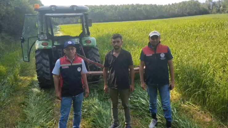 Sudan Sorgum Otu Hasadı Başladı