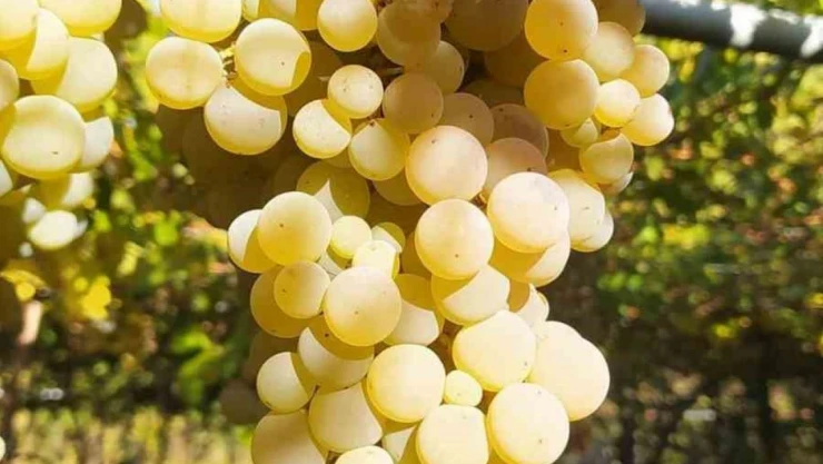 Sungurlu Beyaz'ına Uluslararası İnceleme