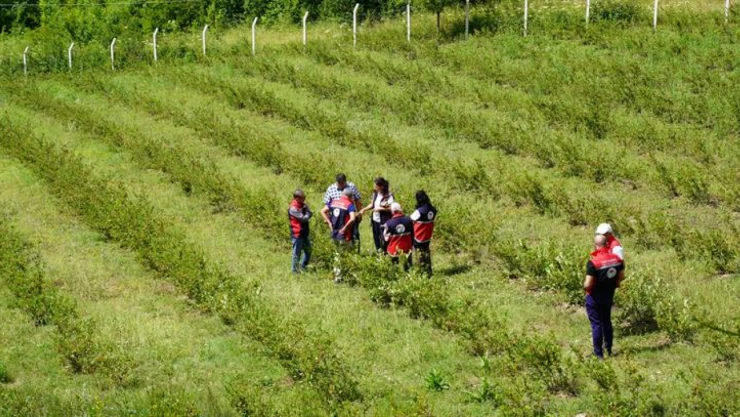 'Süper Meyveye' İlgi Artıyor
