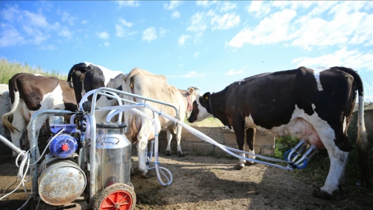 Süt Ve Süt Ürünleri Üretimi Açıklandı