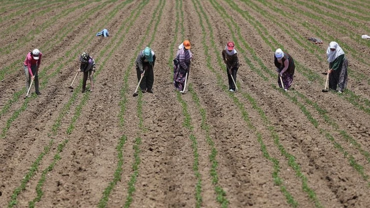 Tarım İşçilerinin Ücreti Arttı