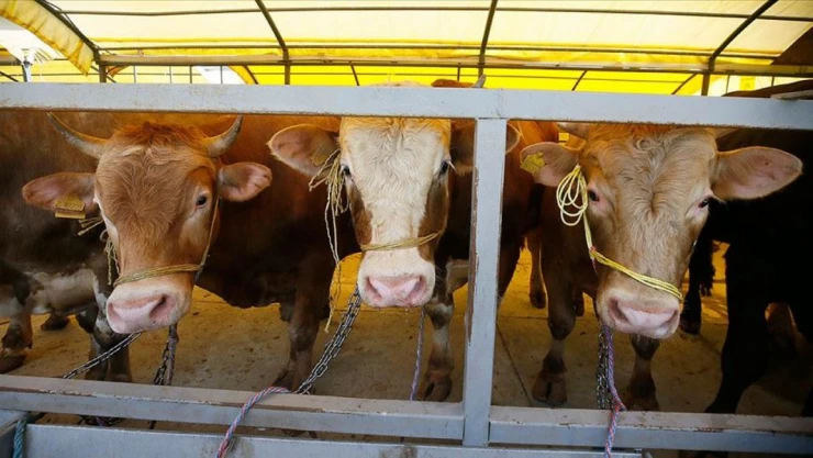 Tarım Ve Orman Bakanlığı: 'Kapalı Hayvan Satış Yerleri, Peyderpey Açılacak'