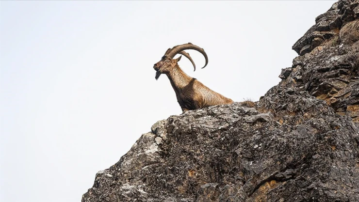 Tarım Ve Orman Bakanlığı Verileri Paylaştı