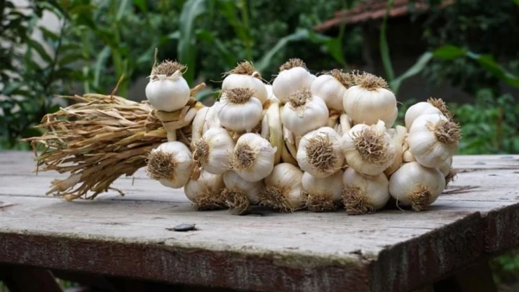 Taşköprü Sarımsağı TRT Ekranlarına Taşındı