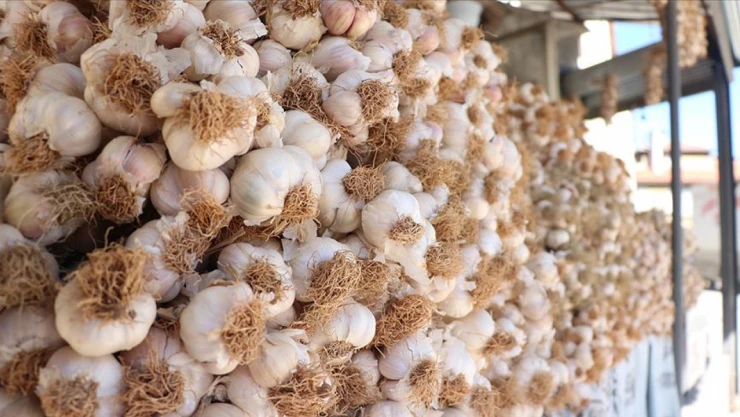 Taşköprü Sarımsağı Yerine Başka Sarımsağa Dikkat!