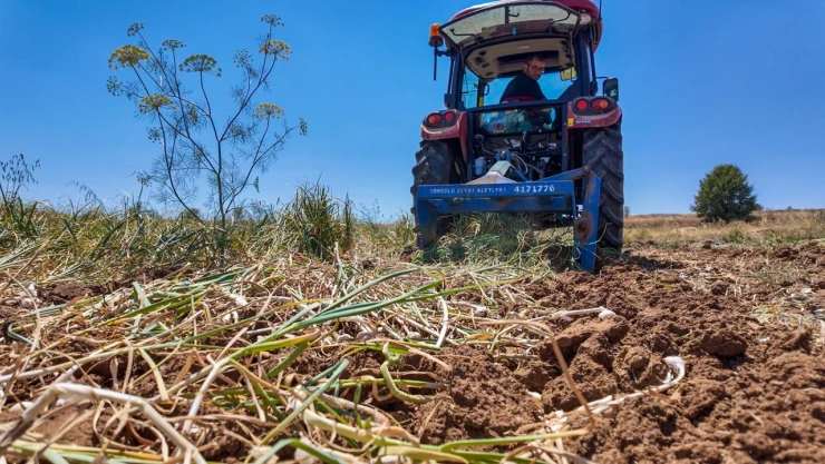 Taşköprü Sarımsağında Hasat Sürüyor