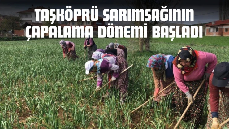 Taşköprü Sarımsağının Çapalama Dönemi Başladı