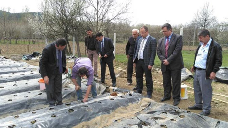 Taşköprü'de 80 bin çilek toprakla buluştu