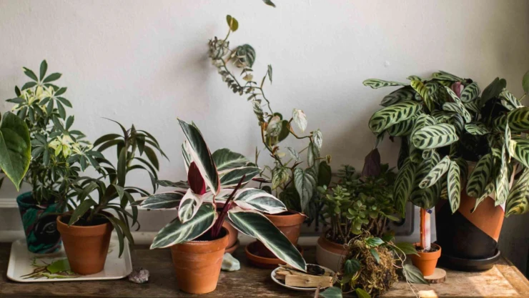 Tatil Dönüşü Solmuş Saksılarla Karşılaşmayın!