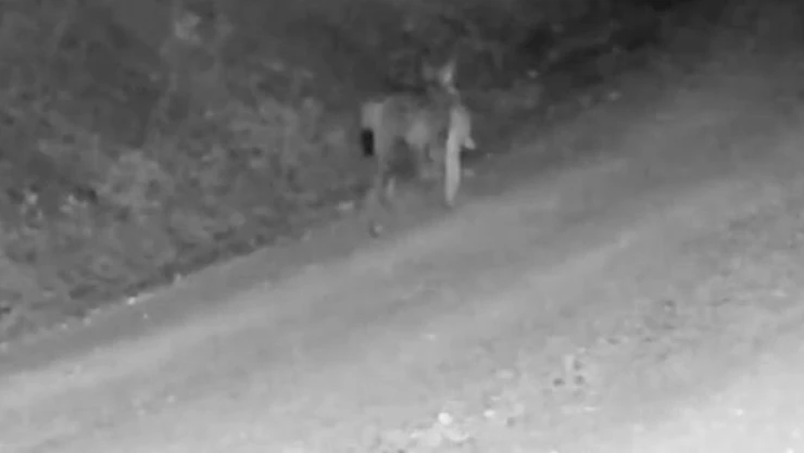 Tavşan Avlayan Vaşak