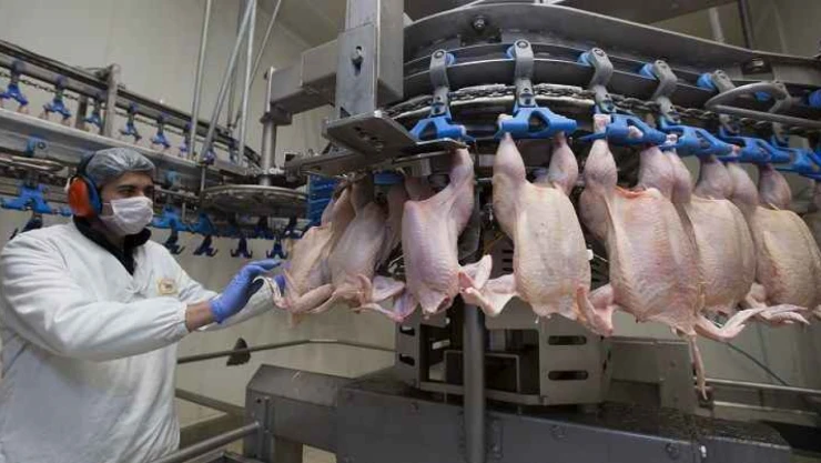 Tavuk eti üretimi 180 bin 495 ton oldu