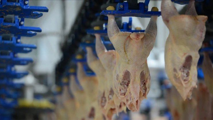 Tavuk Eti Üretimi 241 Bin 782 Ton Oldu