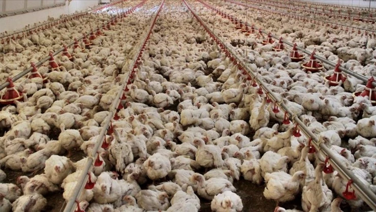 Tavuk Eti Üretimi Yıllık Bazda Arttı