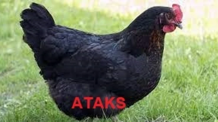 Tavuk Ve Civciv Dağıtımı Yapılacak