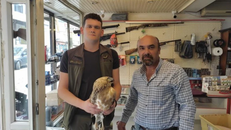 Tedavi edilen kartal doğaya salındı