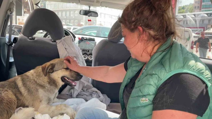 Köpeğini Kaybeden Kadın, Yaralı Sokak Köpeğini Sahiplendi
