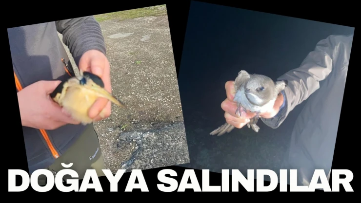 Tedavilerin Ardından Doğaya Salındılar