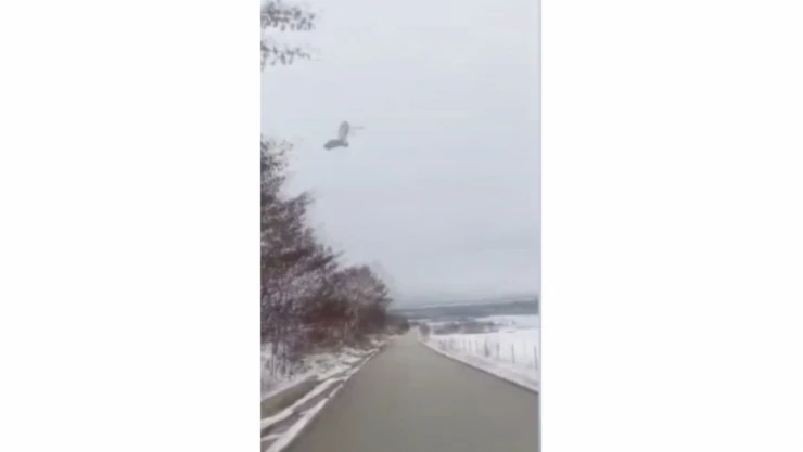 Tedavisi Tamamlanan Kuşlar Doğaya Salındı