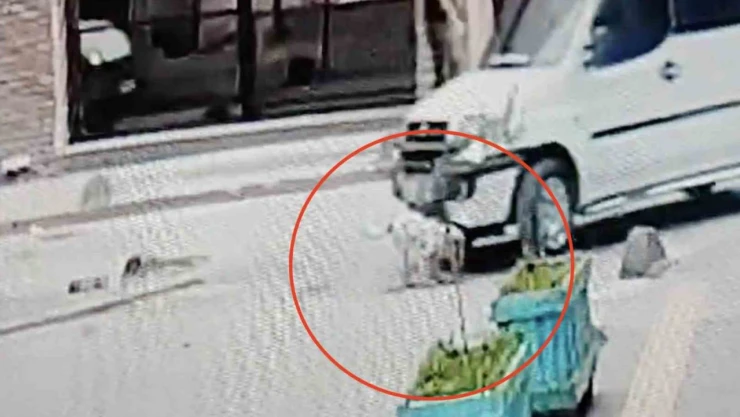 Ehliyetsiz sürücü 5 Aylık Köpeği Ezip Kaçtı: O Anlar Kamerada