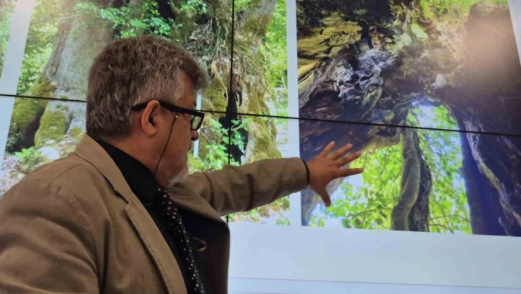 Tesadüfen Bulunan Ağaç 640 Yaşında Çıktı