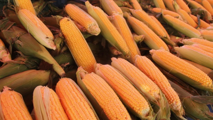 Tezgâhların Gözdesi