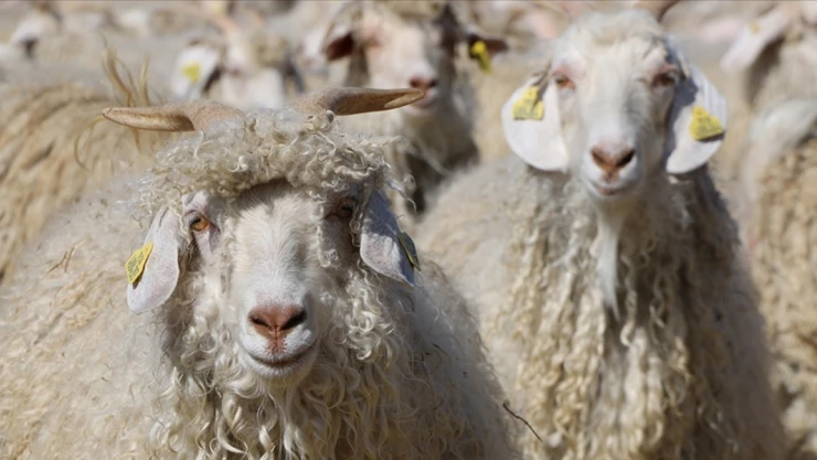 Tiftik, Sözleşmeli Üretim Kapsamına Alındı