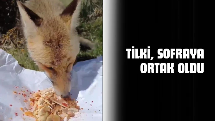 Tilki, Sofraya Ortak Oldu