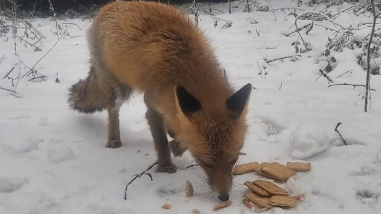 Tilkiyi Bisküvi İle Beslediler