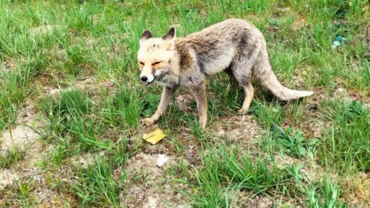 Tilkiyi Börekle Besledi